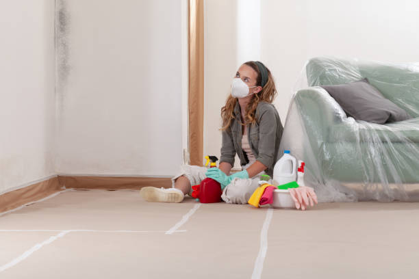 Reliable Mold Removal contractor in Millis, MA by WQB Mold Removal